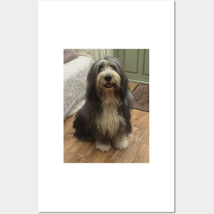 Bearded Collie - Good Boy Beardie Posters and Art